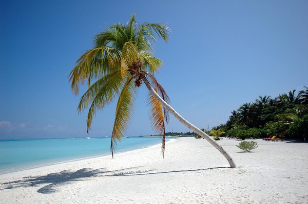 Discover the alluring craft of traditional english cider: your comprehensive guide to somerset's hands-on workshops
